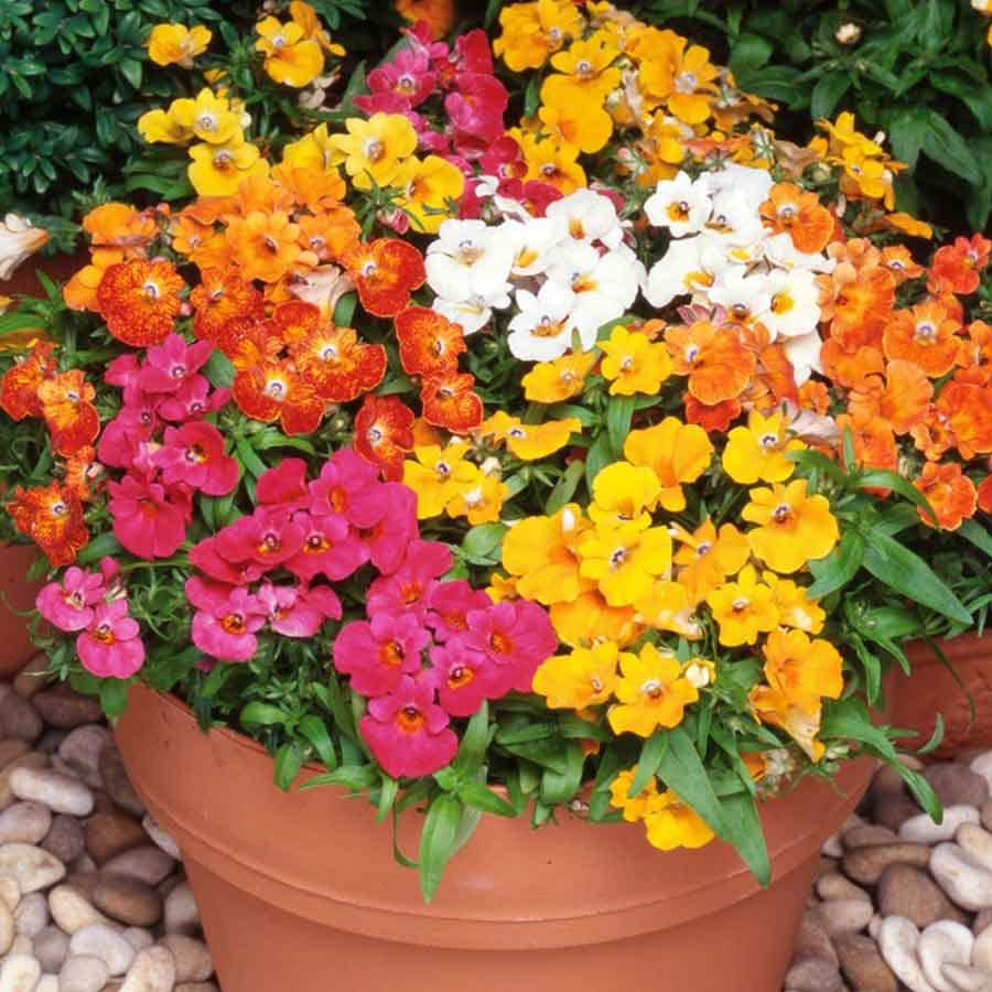Festive Mixed Carnival Flower Seeds for Planting