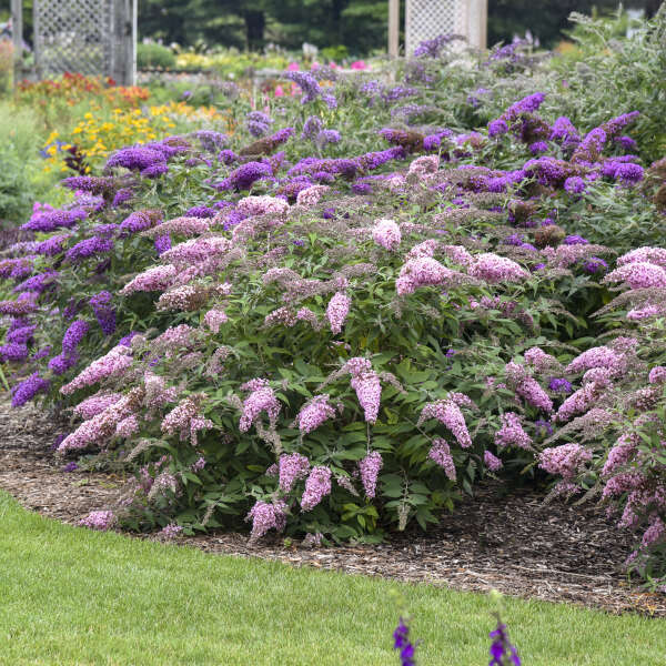Cream Buddleia Flower seeds for Planting - Easy to Grow, Heirloom & GMO Free Seeds for Home Garden