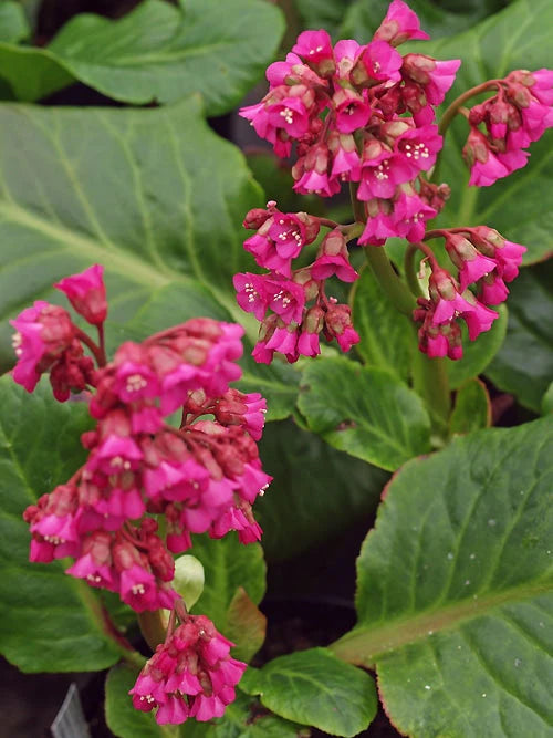 Red Bergenia Flower seeds for Planting - Drought Tolerant, Heirloom & GMO Free Seeds for Home Garden