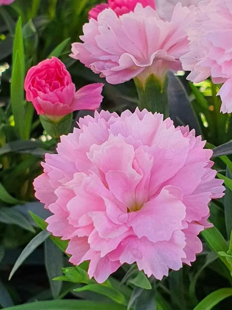 Pink Caryophyllus Flower seeds for Planting - Drought Tolerant, Heirloom & GMO Free Seeds for Home Garden