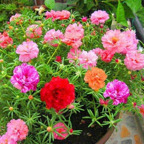 Mixed Mexican-Rose Heirloom Flower seeds for Planting - Perfect for Borders, Heirloom & GMO Free Seeds for Home Garden