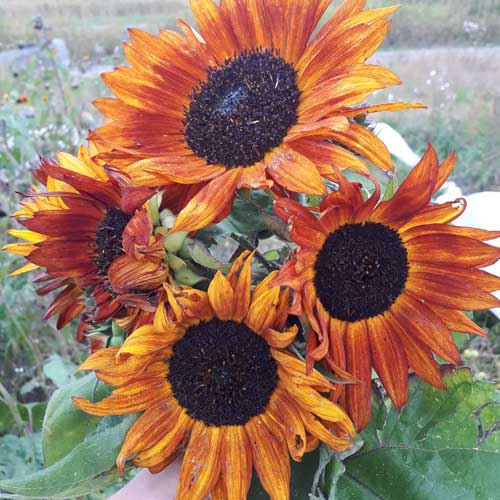 Orange Mini Sunflower Seeds for Easy Planting
