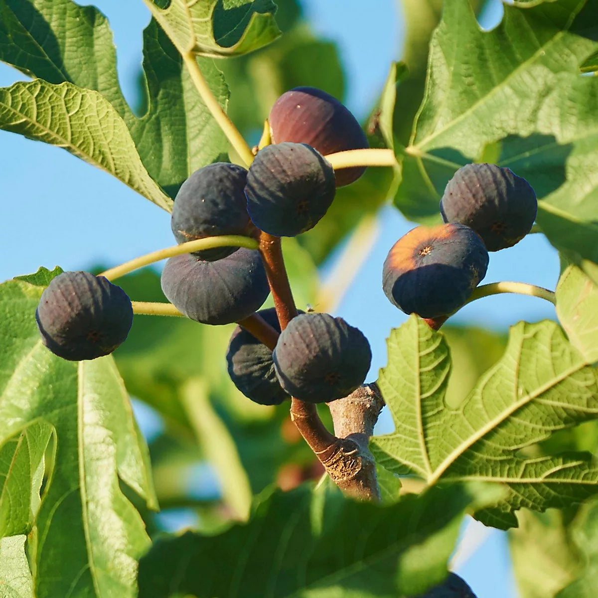 Fig Planting Seeds Collection  Grow Fresh Figs in Your Garden