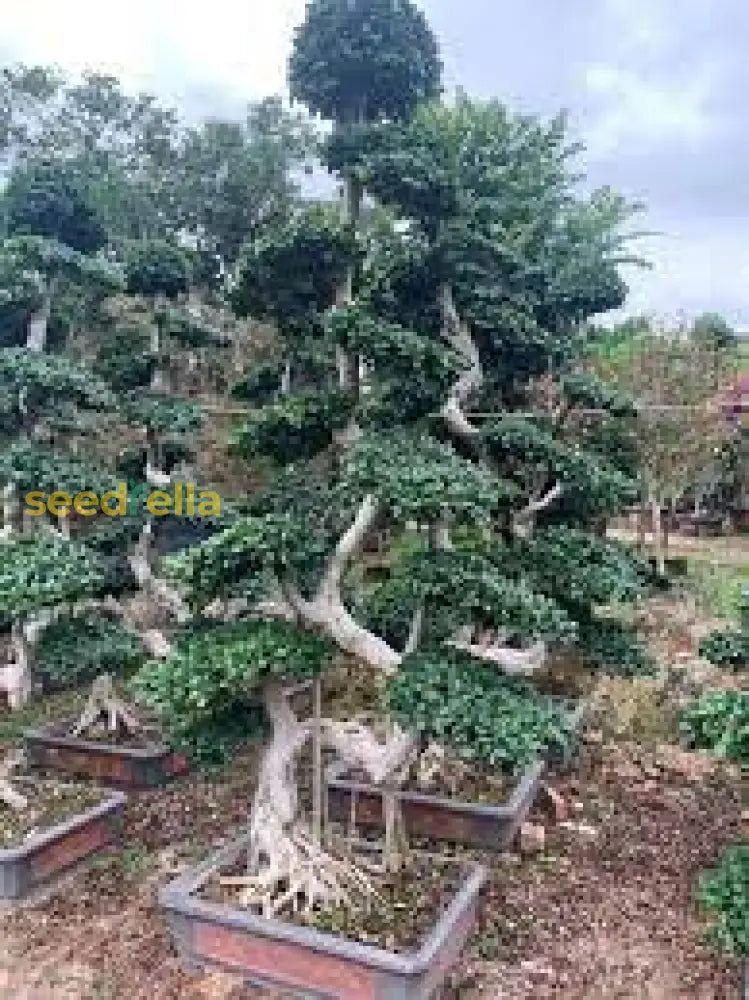 Ficus Microcarpa Tree Seeds: Planting Guide And Tips Plant Seeds