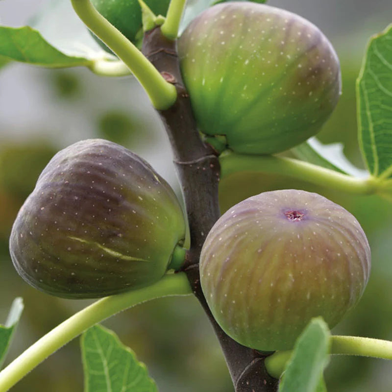Red Fig Tree Seeds for Planting  Seed for Lush, Sweet Harvests in Gardens and Backyards