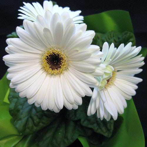 White Gerbera Vanilla Flower seeds for Planting - Garden Favorite, Heirloom & GMO Free Seeds for Home Garden