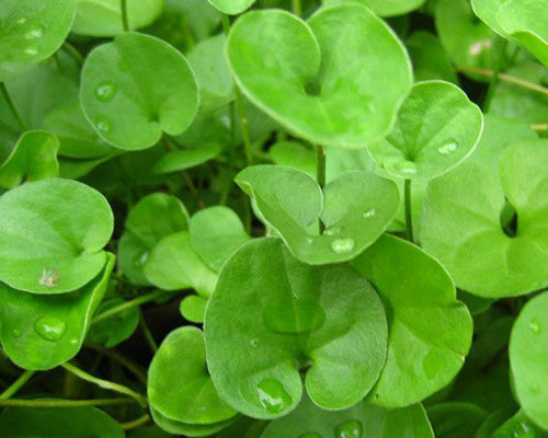 Dichondra Flower seeds for Planting - Cottage Garden Essential, Heirloom & GMO Free Seeds for Home Garden