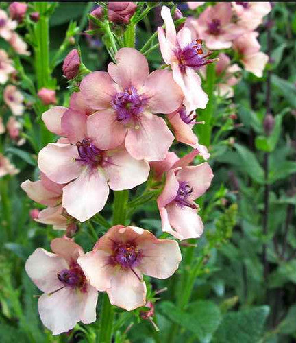 Cream Verbascum Flower seeds for Planting - Perfect for Borders, Heirloom & GMO Free Seeds for Home Garden