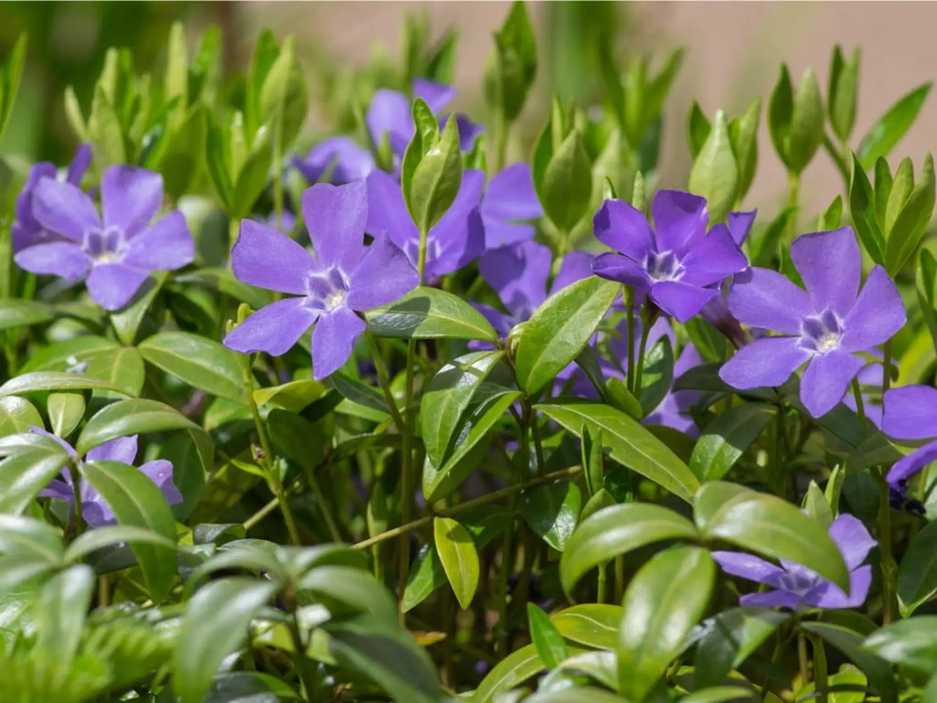 Violet Vinca Periwinkle Seeds for Planting - Beautiful Blooms
