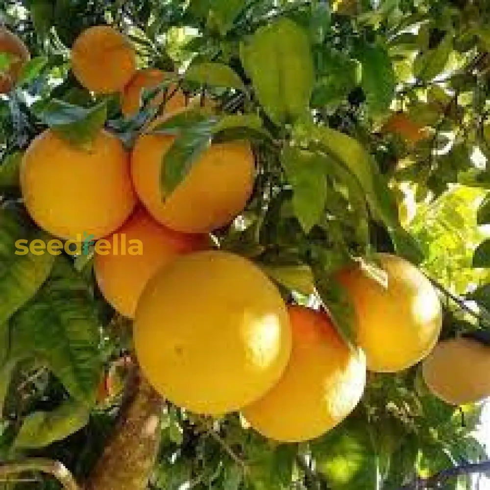 Finger Grapefruit Planting Seeds - Grow Your Own Citrus Delight Plant Seeds