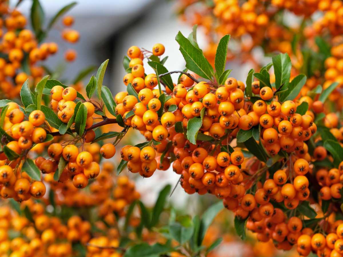 Orange Firethorn Fruit Planting Seeds - Vibrant Color & Wildlife Attraction