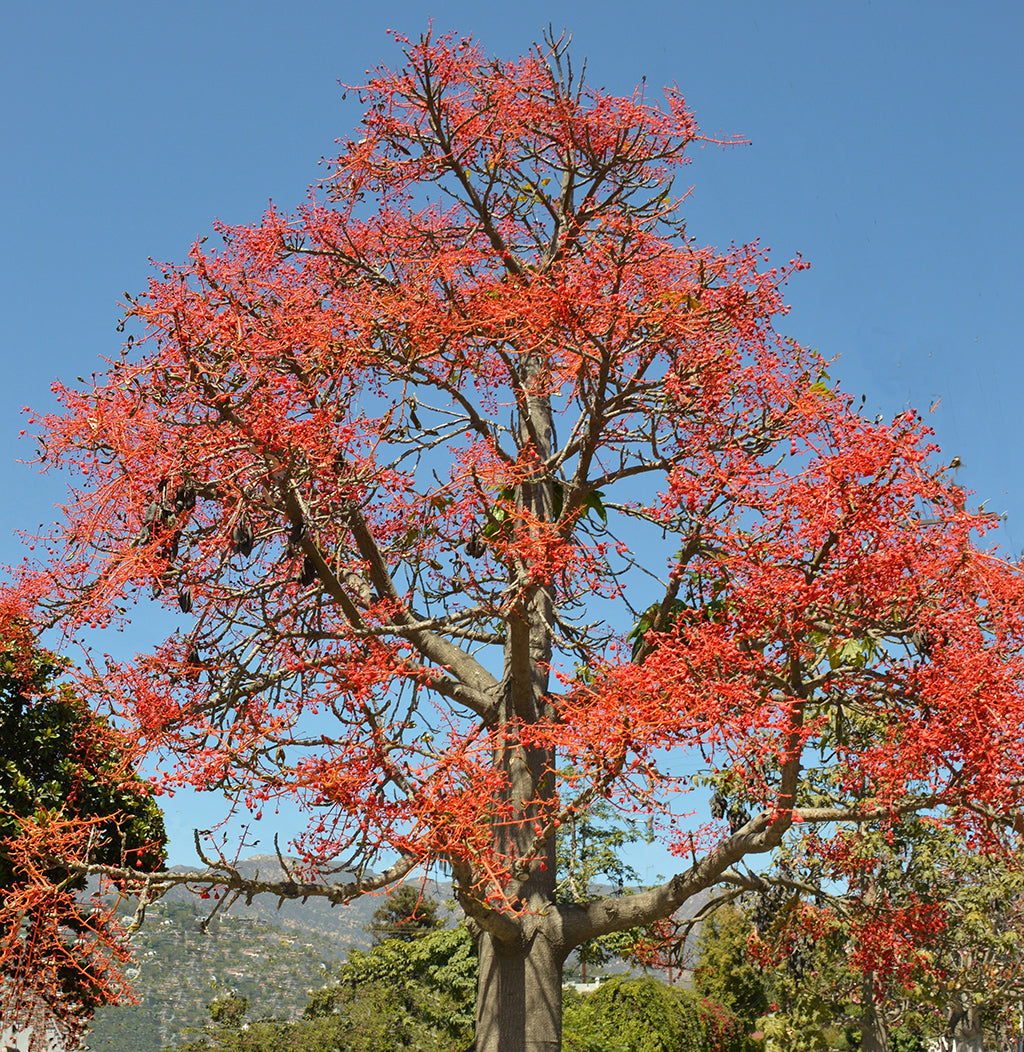 Brachychiton Acerifolius Tree Planting Seeds