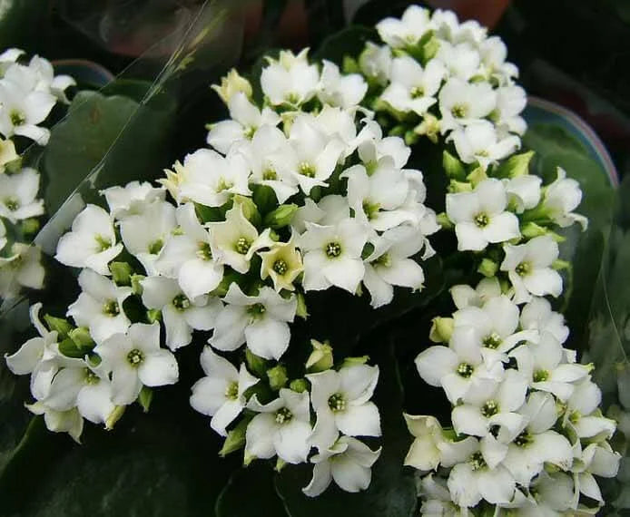 White Kalanchoe Flower seeds for Planting - Low Maintenance, Heirloom & GMO Free Seeds for Home Garden