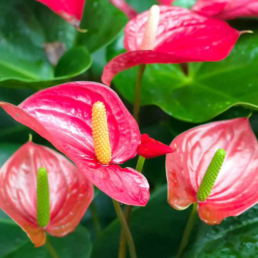 Soft Pink Anthurium Flower Seeds for Planting Wildflower Mix Heirloom & GMO Free Seeds for Home Garden
 
 Sale