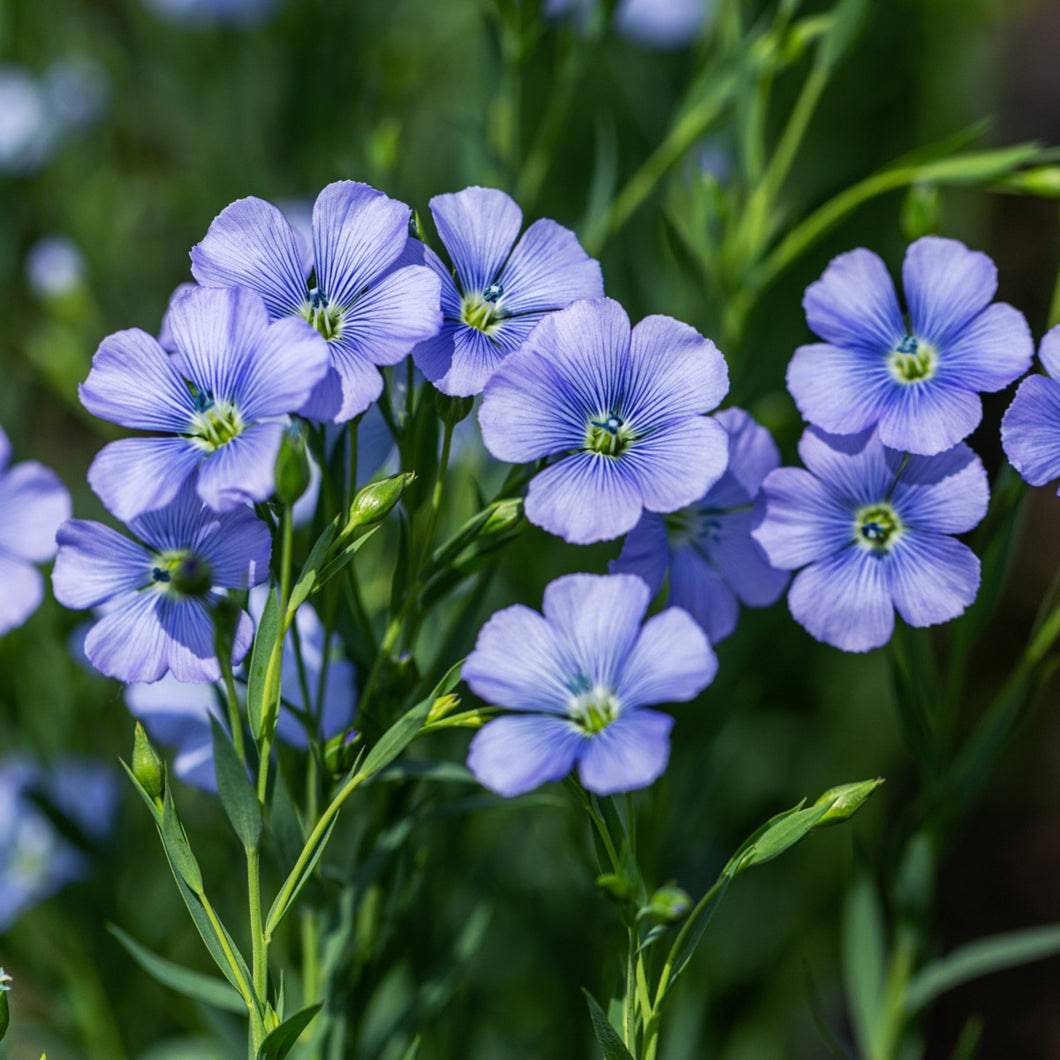 Blue Flax Flower seeds for Planting - Sun Loving, Heirloom & GMO Free Seeds for Home Garden