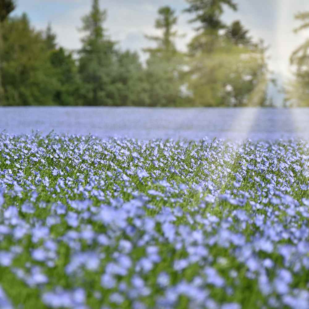 Flax fine green foliage grown from seeds