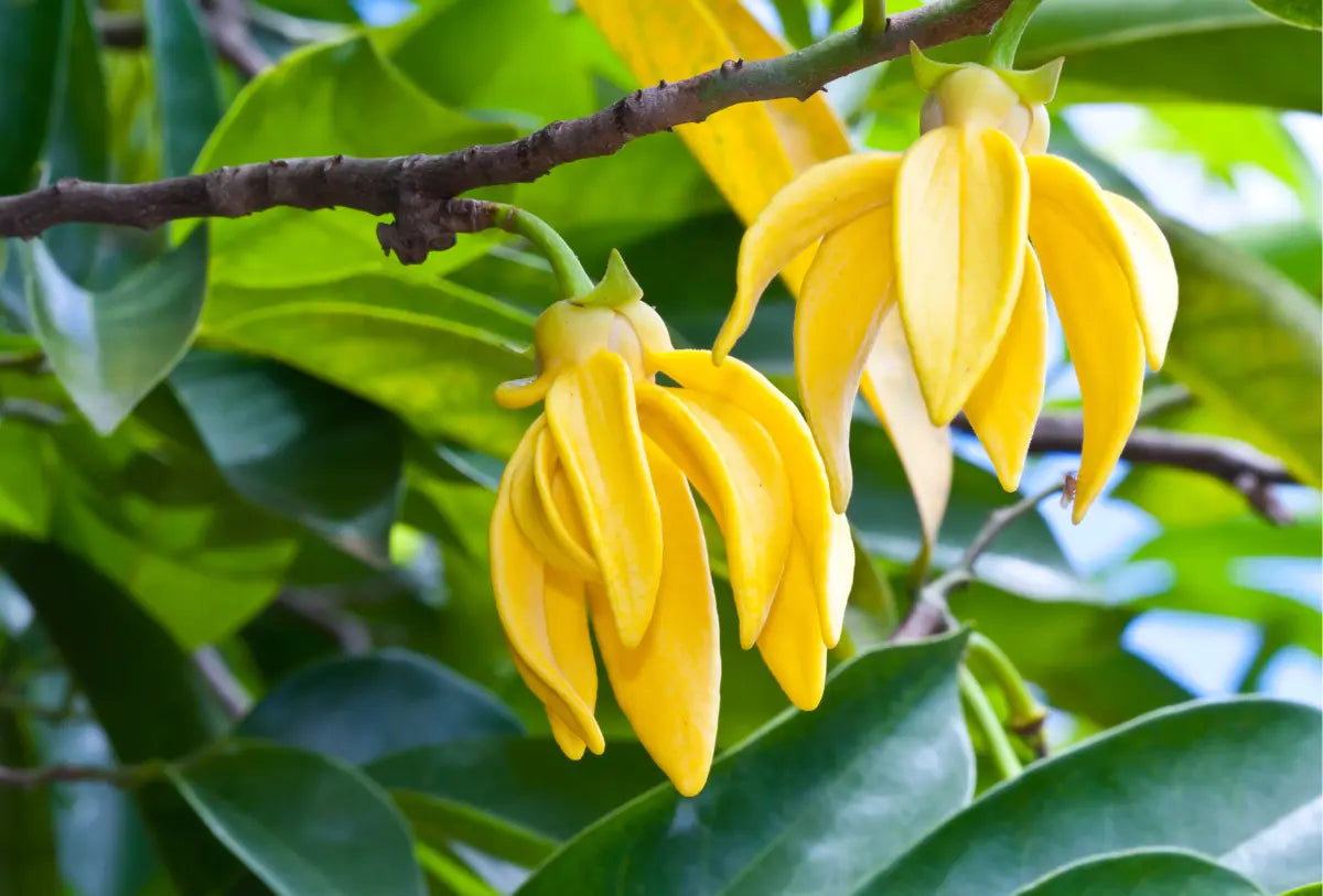 Odorata Flower seeds for Planting - Cut Flower Favorite, Heirloom & GMO Free Seeds for Home Garden Sale