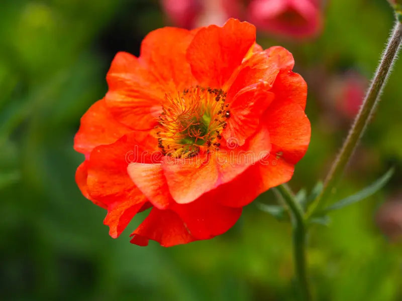 Geum Rossii Flower seeds for Planting - Premium Quality, Heirloom & GMO Free Seeds for Home Garden
