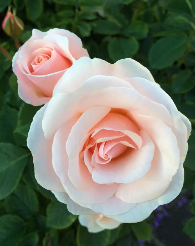 Pink Dawn Rose Flower seeds for Planting - Perfect for Borders, Heirloom & GMO Free Seeds for Home Garden