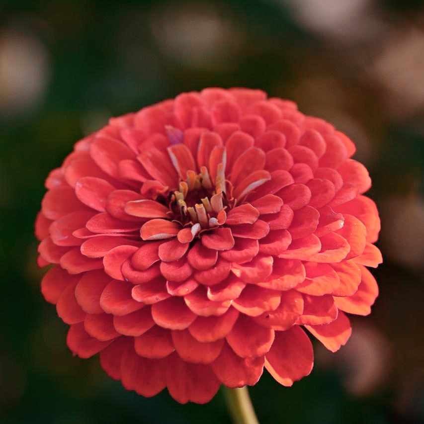 Zinnia Dreamland Coral Flower Seeds for Bright Coral Blooms