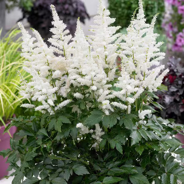 Cream Astilbe Flower seeds for Planting - Drought Tolerant, Heirloom & GMO Free Seeds for Home Garden