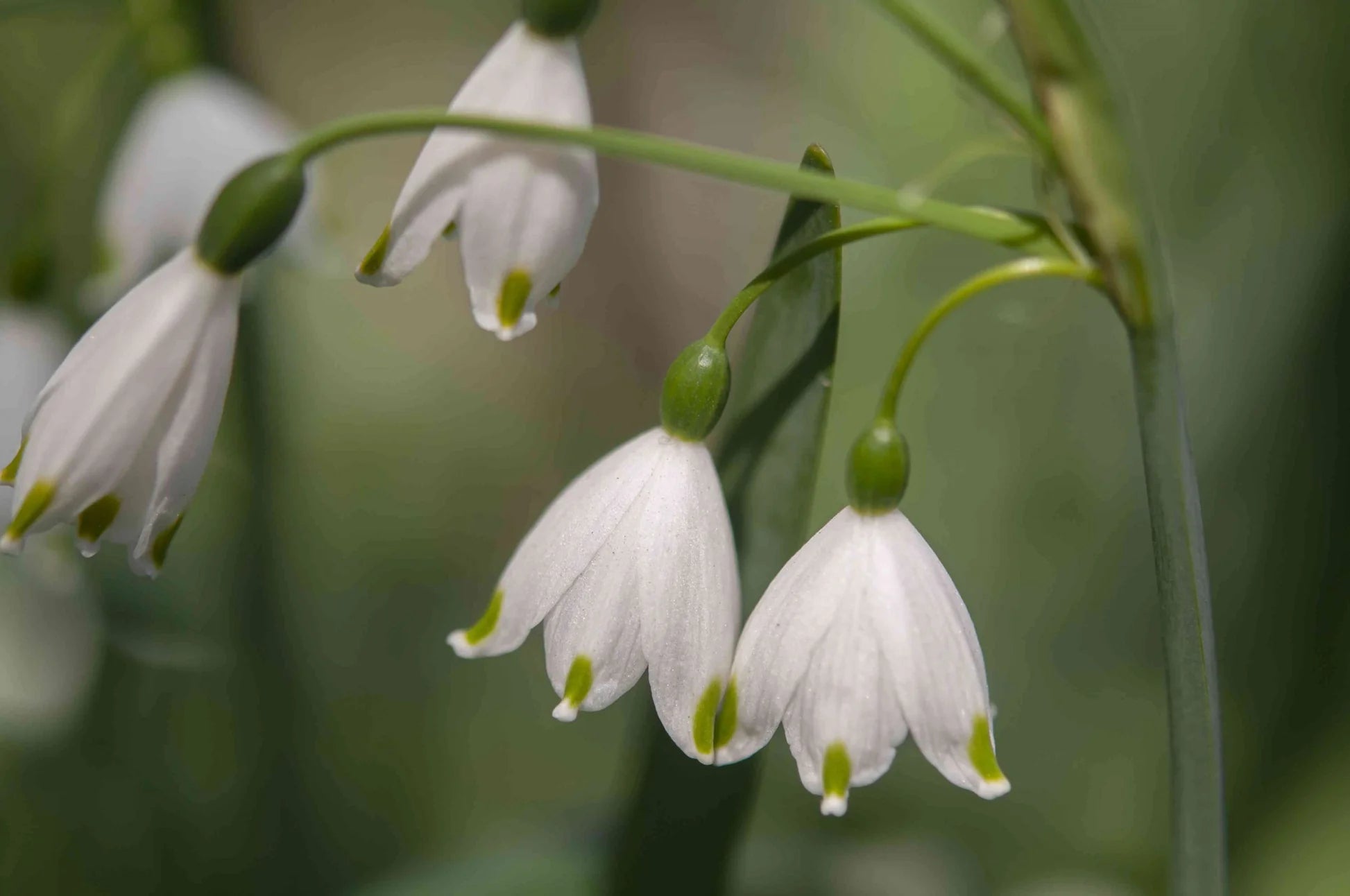 Galanthus Snowdrop Seeds for Planting - Early Spring Blooms - Evergrowseeds
