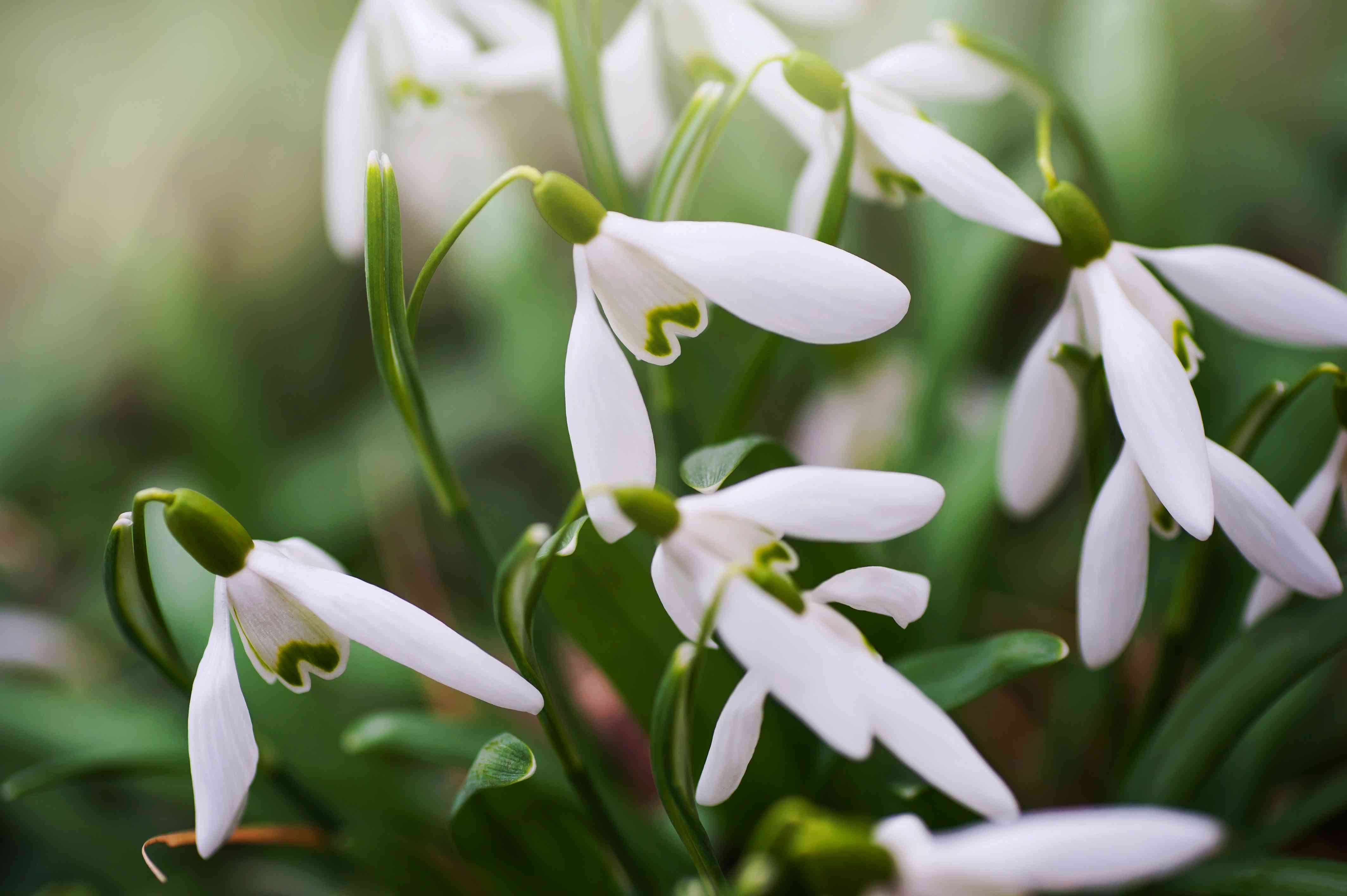 Galanthus Snowdrop Seeds for Planting - Early Spring Blooms - Evergrowseeds