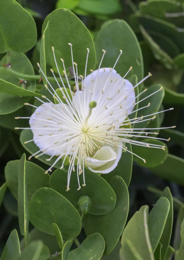 White Capparis Flower seeds for Planting - Sun Loving, Heirloom & GMO Free Seeds for Home Garden