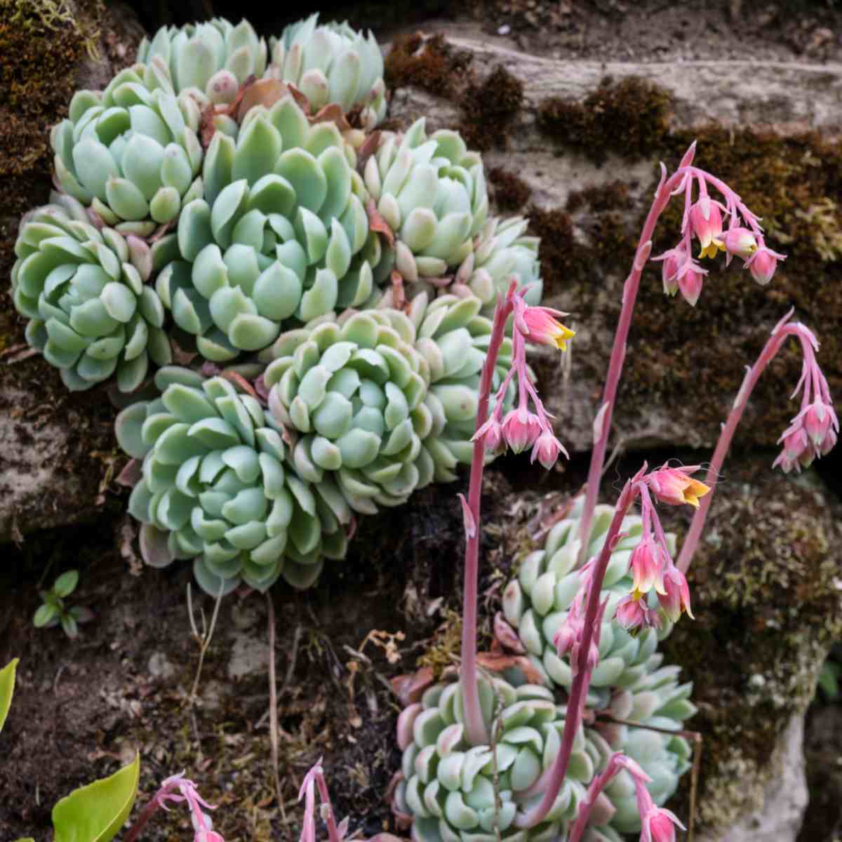 Echeveria Flowering Seeds Collection - Succulent Planting Pack