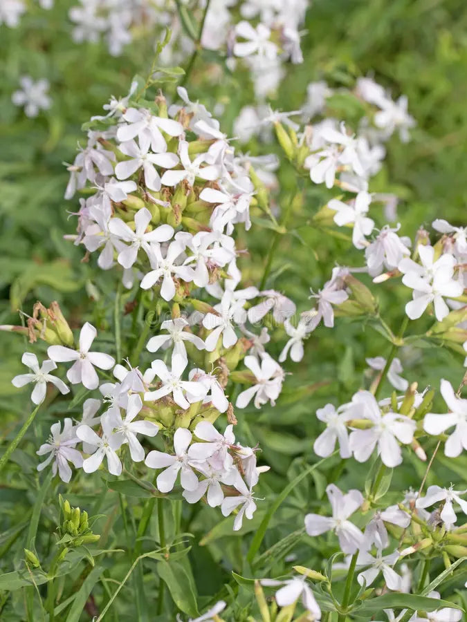 Saponaria Flower seeds for Planting - Bright Blooms, Heirloom & GMO Free Seeds for Home Garden