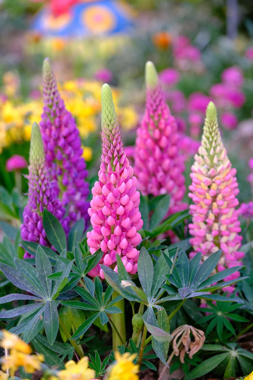 Thick Pink Lupine Flower Seeds for Planting Fragrant Blossoms Heirloom & GMO Free Seeds for Home Garden
 
 Sale
