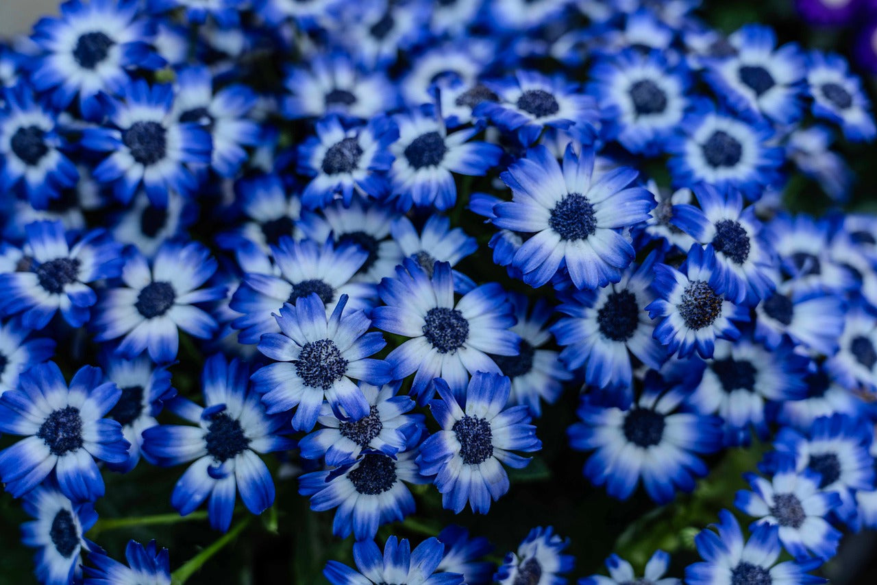 Blue Bellis Perennis Flower seeds for Planting - Hardy Variety, Heirloom & GMO Free Seeds for Home Garden