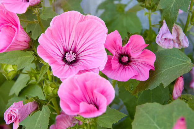 Pink Lavatera Trimestris Flower seeds for Planting - Seasonal Bloomer, Heirloom & GMO Free Seeds for Home Garden