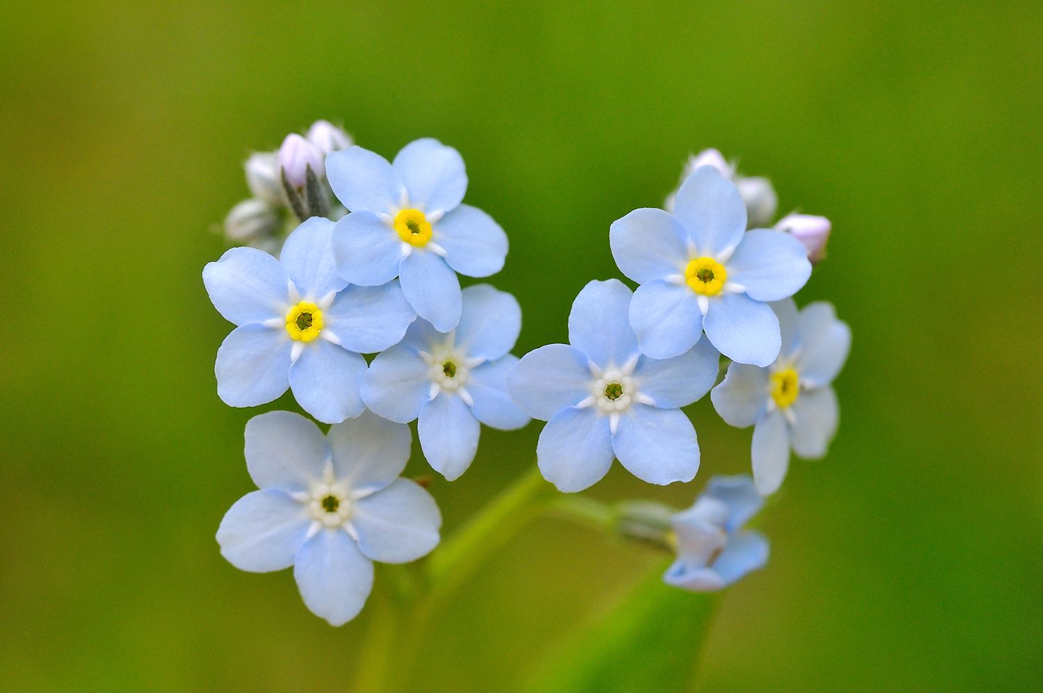 Forget Me Not Flower Planting Seeds - Create Beautiful Gardens with Charming Blooms - Evergrowseeds
