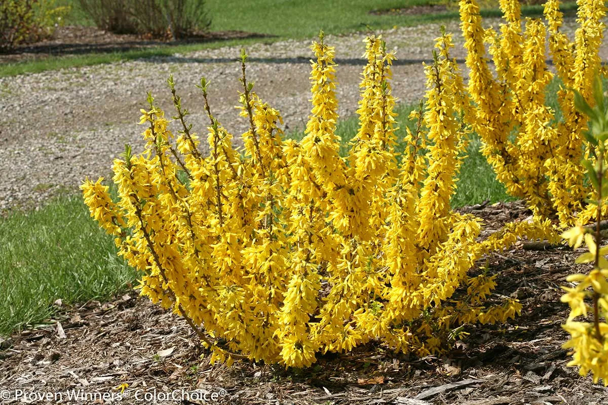 Forsythia Flower seeds for Planting - Wildflower Mix, Heirloom & GMO Free Seeds for Home Garden