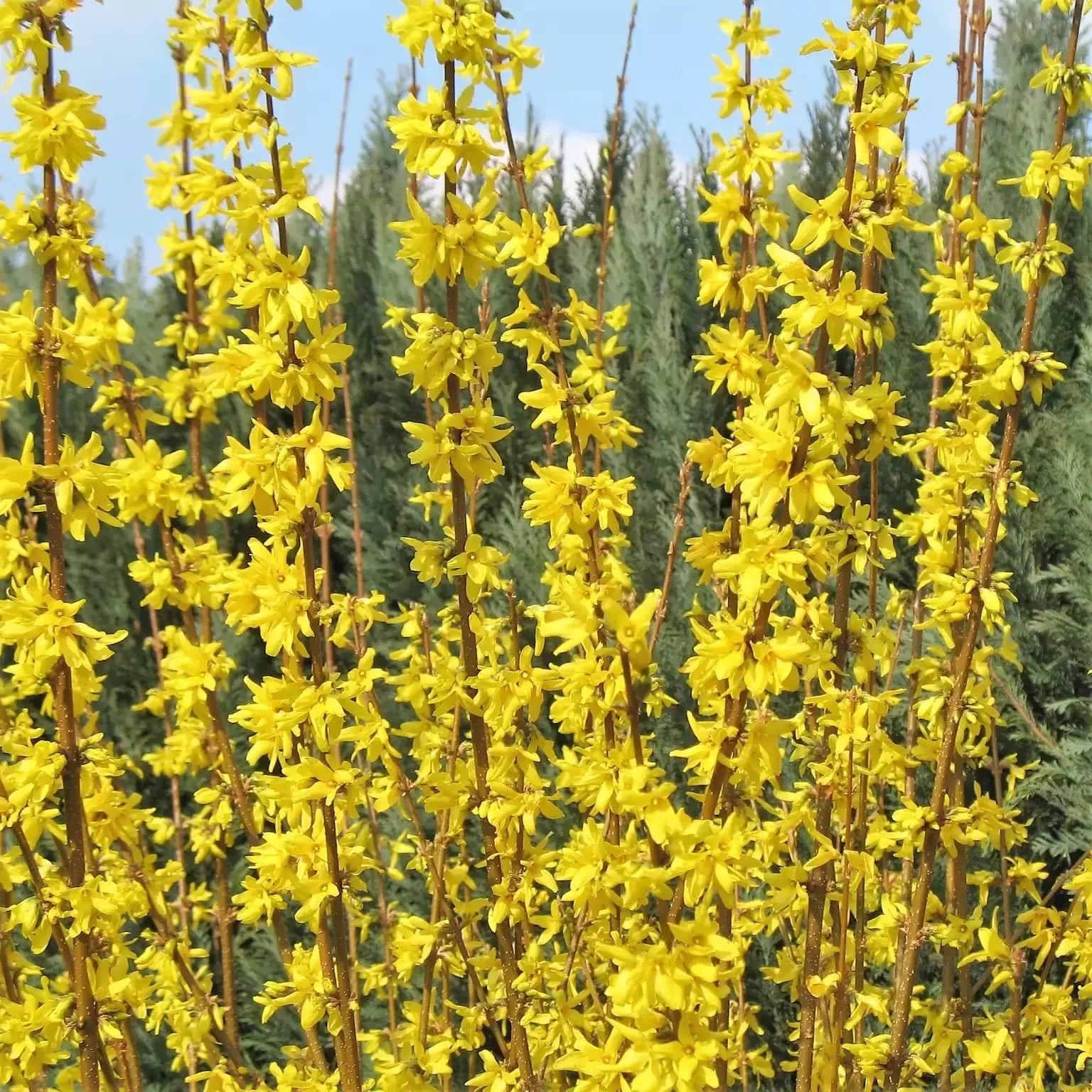 Yellow Forsythia Flower seeds for Planting - Seasonal Bloomer, Heirloom & GMO Free Seeds for Home Garden