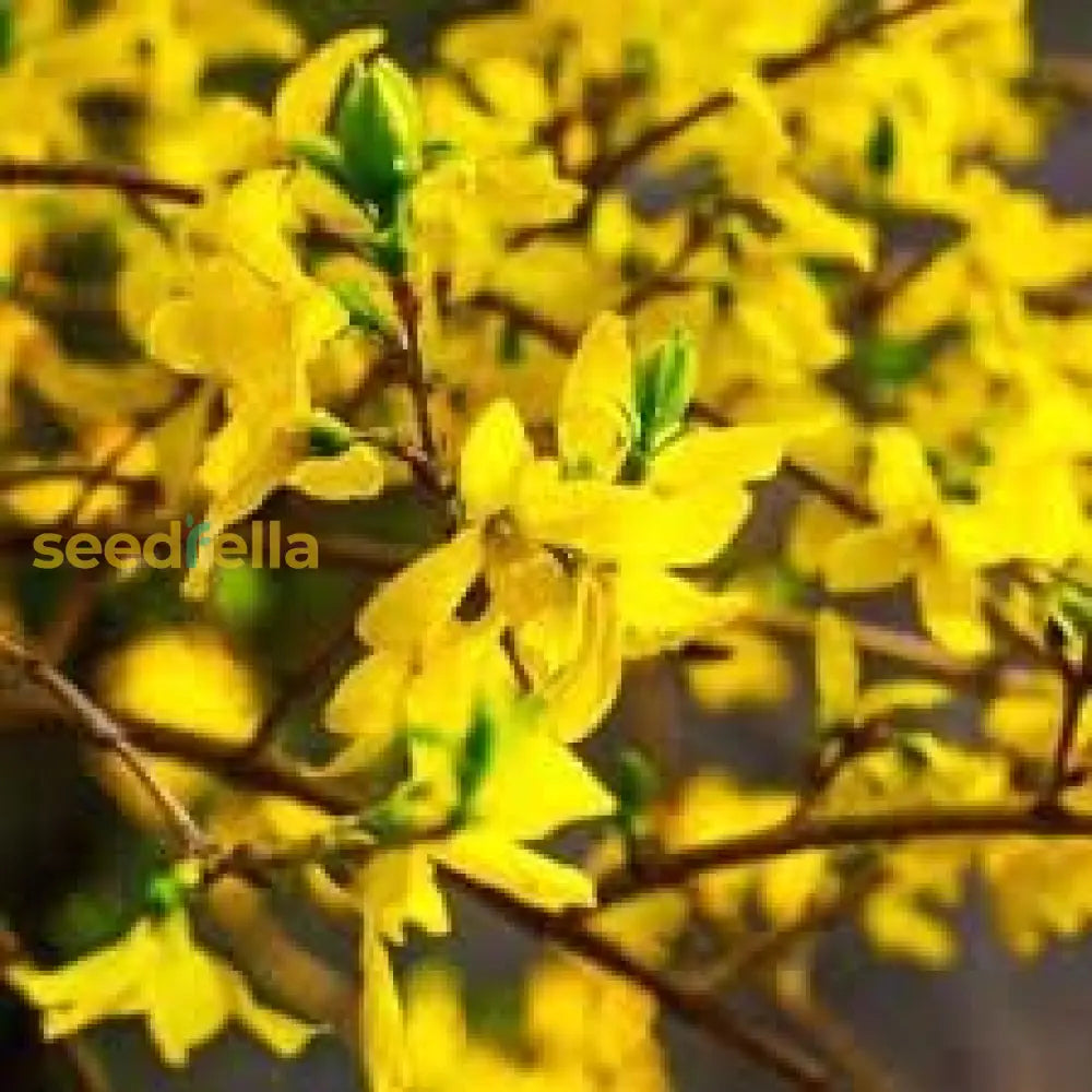 Forsythia Yellow Flower Seeds For Planting - Vibrant Spring Blooms