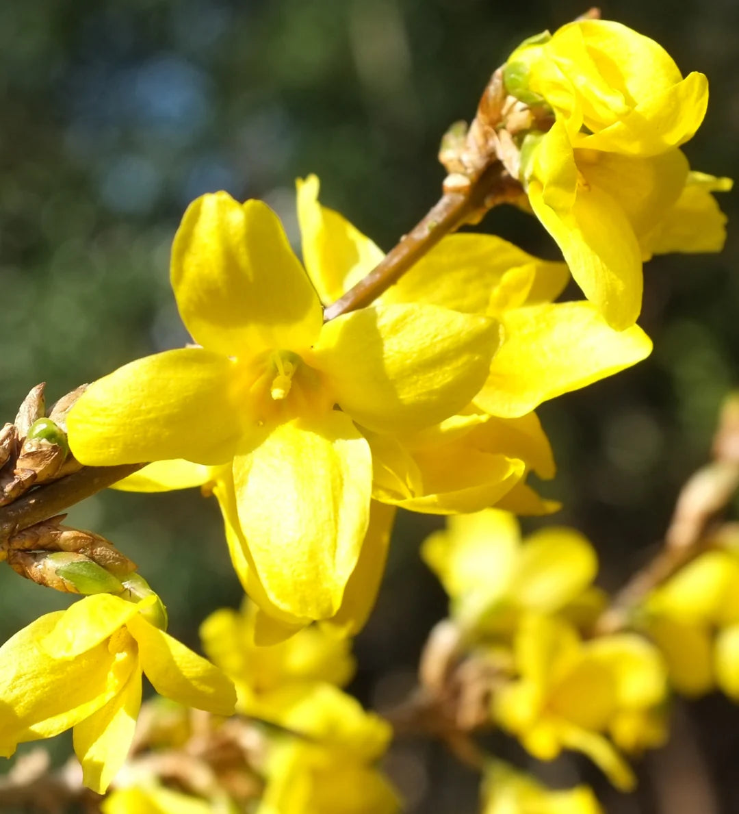 Forsythia Flower seeds for Planting - Hardy Variety, Heirloom & GMO Free Seeds for Home Garden