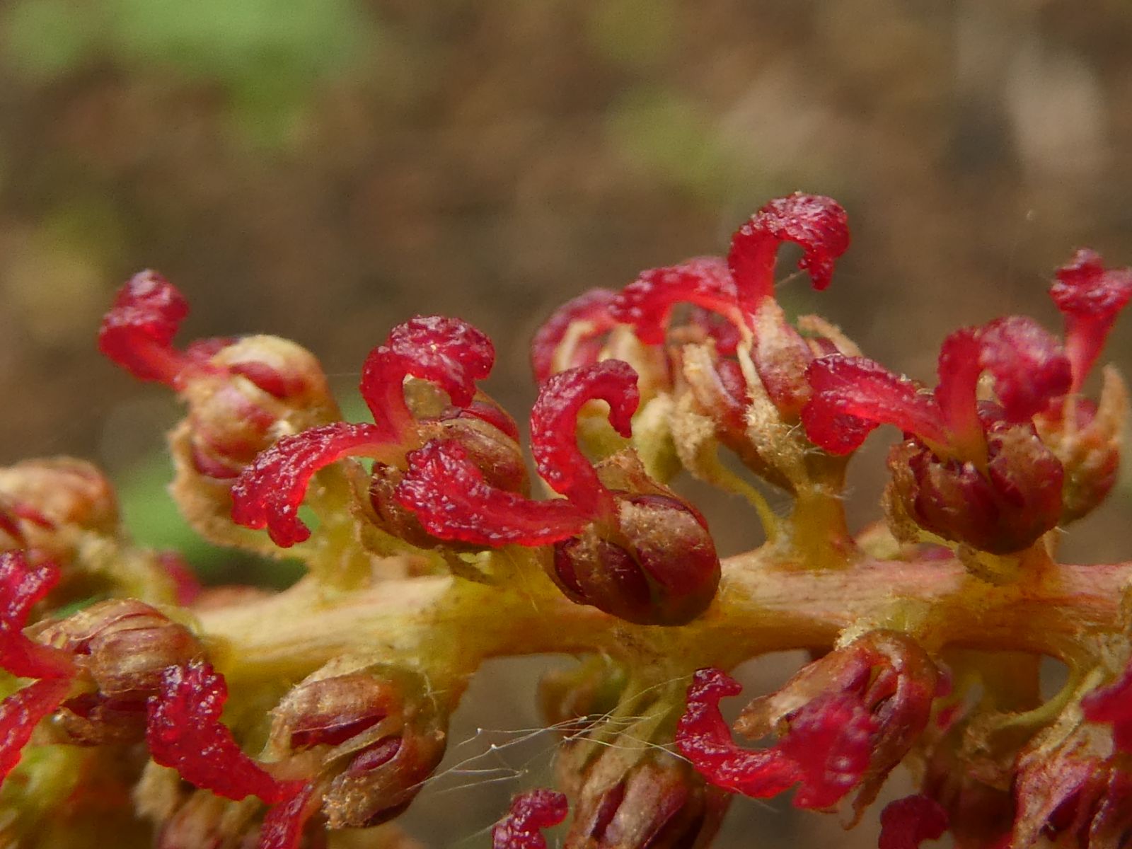 Fortunearia Sinensis Pink Flower Seeds