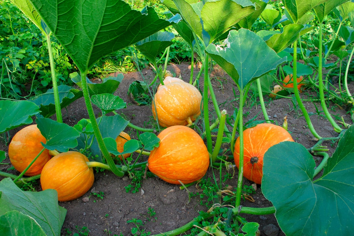 Yellow Pumpkin Vegetable Planting Seeds