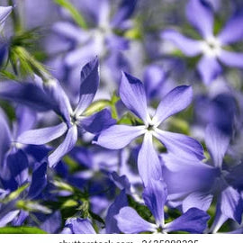 Blue Mini Matthiola Flower Seeds for Planting Bright Blooms Heirloom & GMO Free Seeds for Home Garden
 
 Sale