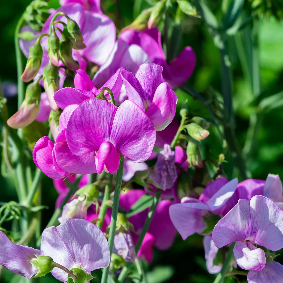Fragrant Violet Sweet Pea Flowers Close-Up