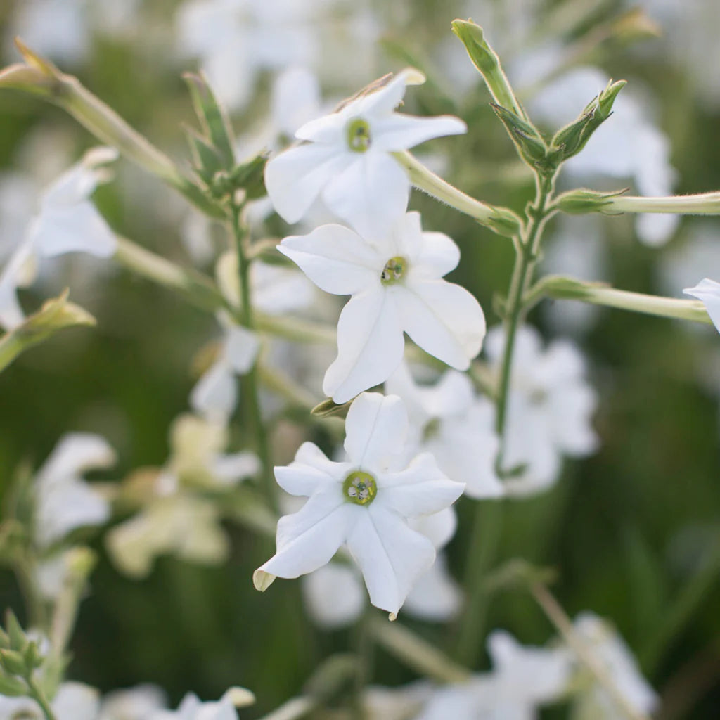 Organic Flowering Tobacco Seeds – Fragrant Flowers for Pots & Borders