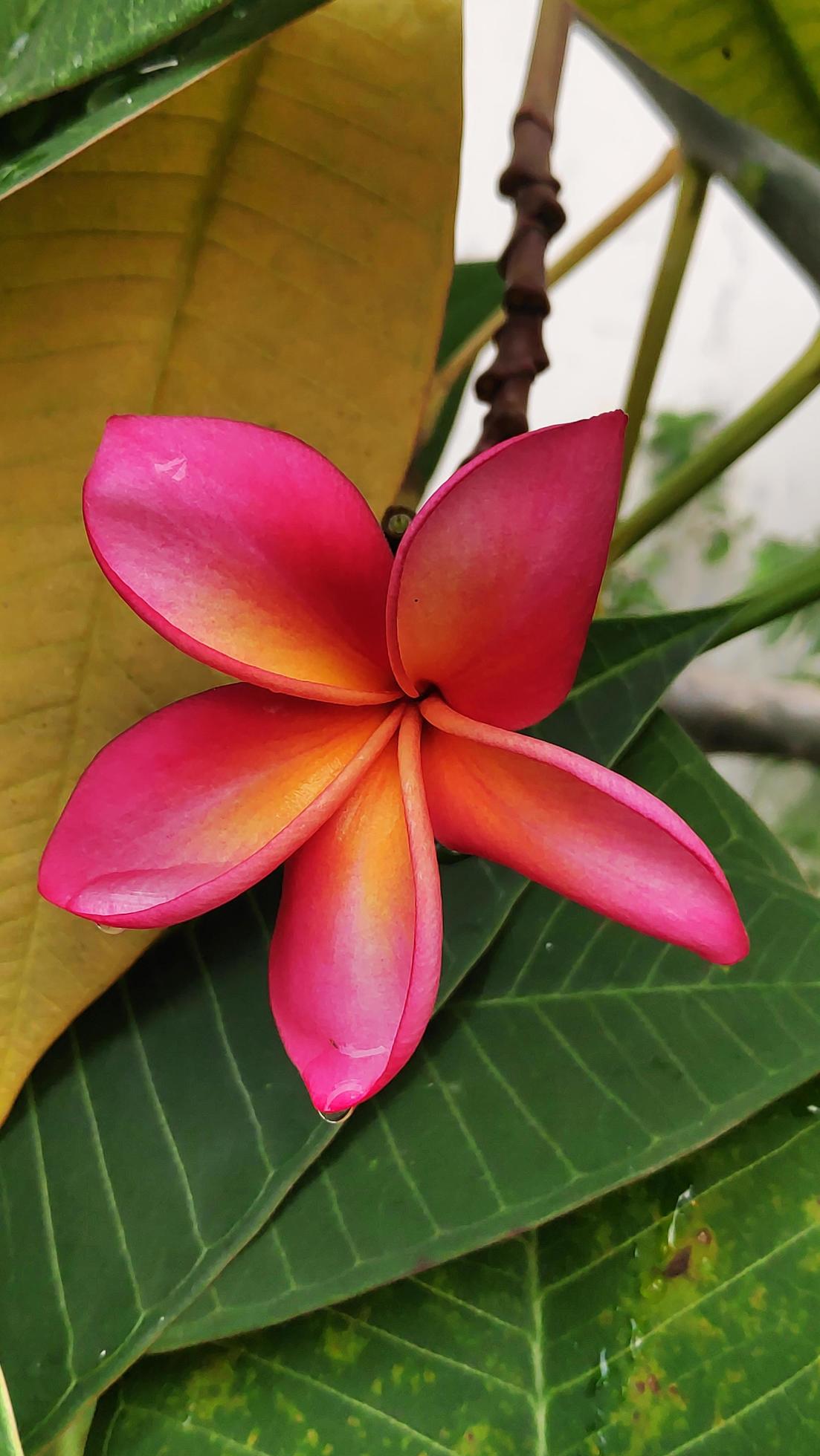 Pink Frangipani Flower seeds for Planting - Easy to Grow, Heirloom & GMO Free Seeds for Home Garden