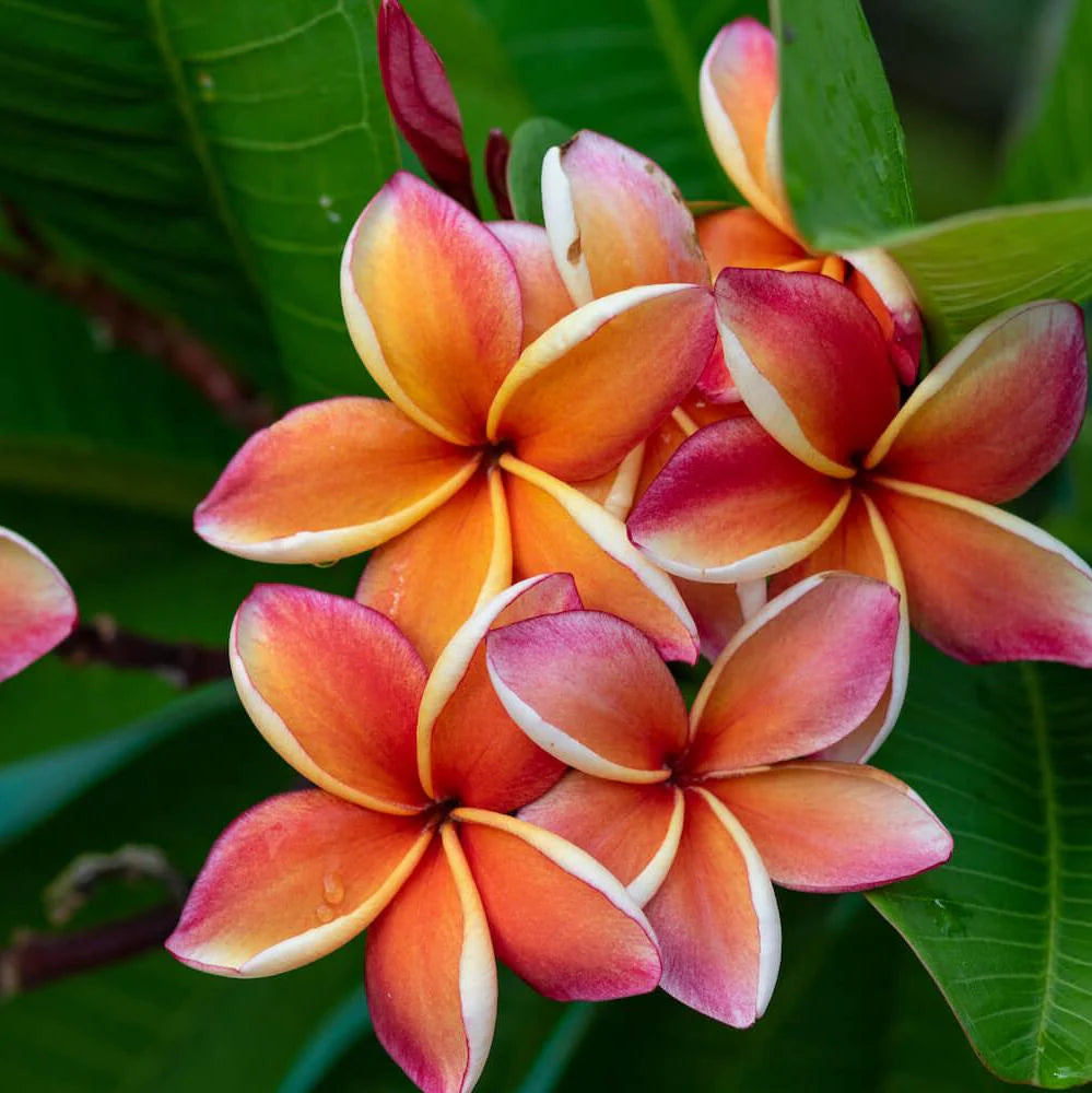 Red & White Frangipani Flower seeds for Planting - Pollinator Friendly, Heirloom & GMO Free Seeds for Home Garden