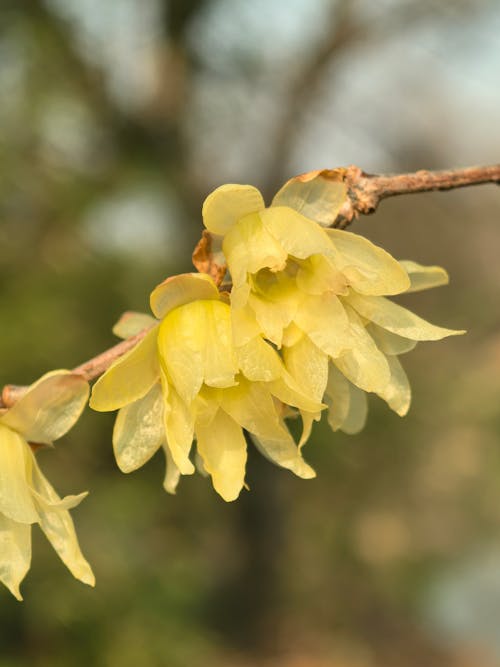Yellow Chimonanthus Flower seeds for Planting - Perfect for Borders, Heirloom & GMO Free Seeds for Home Garden
