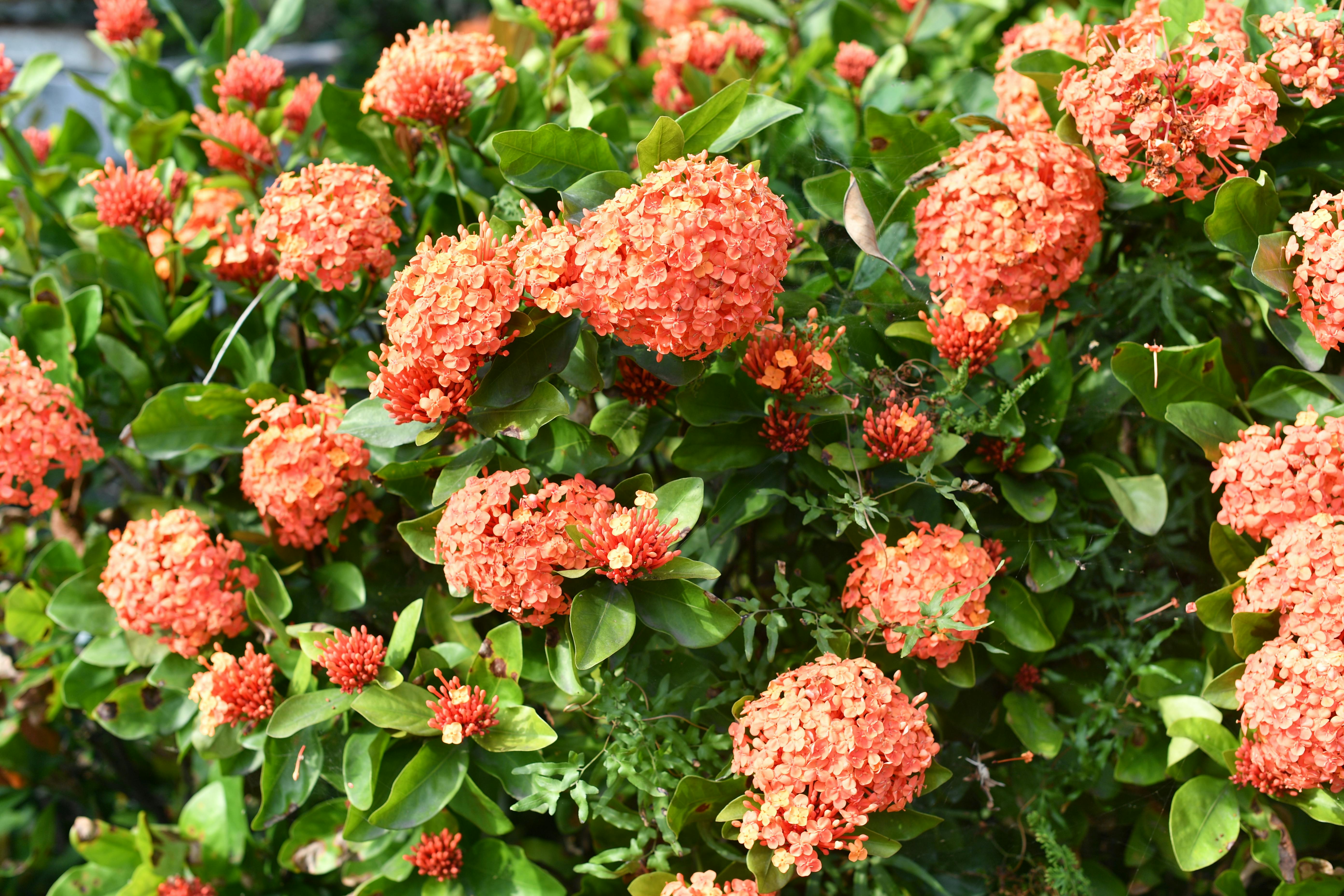 Hydrangea Orange Flower seeds for Planting - Wildflower Mix, Heirloom & GMO Free Seeds for Home Garden