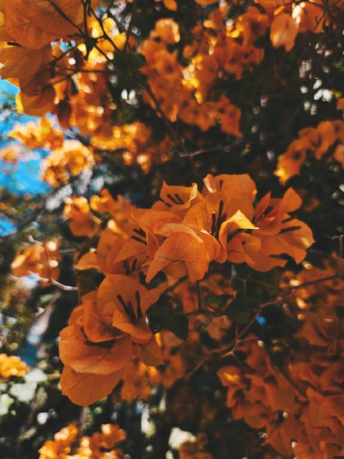 Brown Bougainvillea Flower seeds for Planting - Premium Quality, Heirloom & GMO Free Seeds for Home Garden
