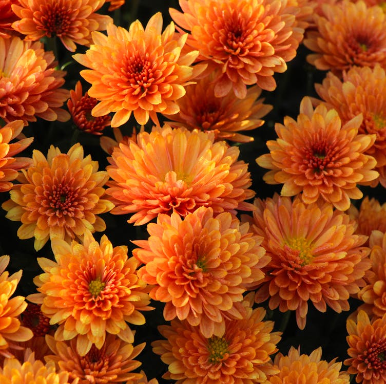 Chrysanthemum Flower seeds for Planting - Bright Blooms, Heirloom & GMO Free Seeds for Home Garden