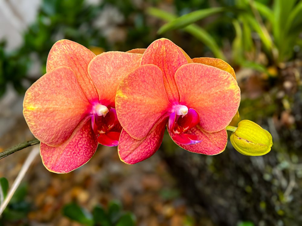 Peach Phalaenopsis Orchid Flower seeds for Planting - Perfect for Borders, Heirloom & GMO Free Seeds for Home Garden